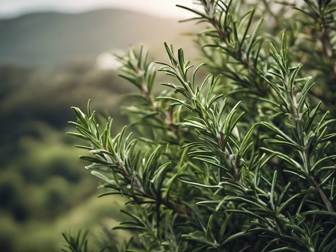 La montée des soins naturels pour le visage, les cheveux et le corps